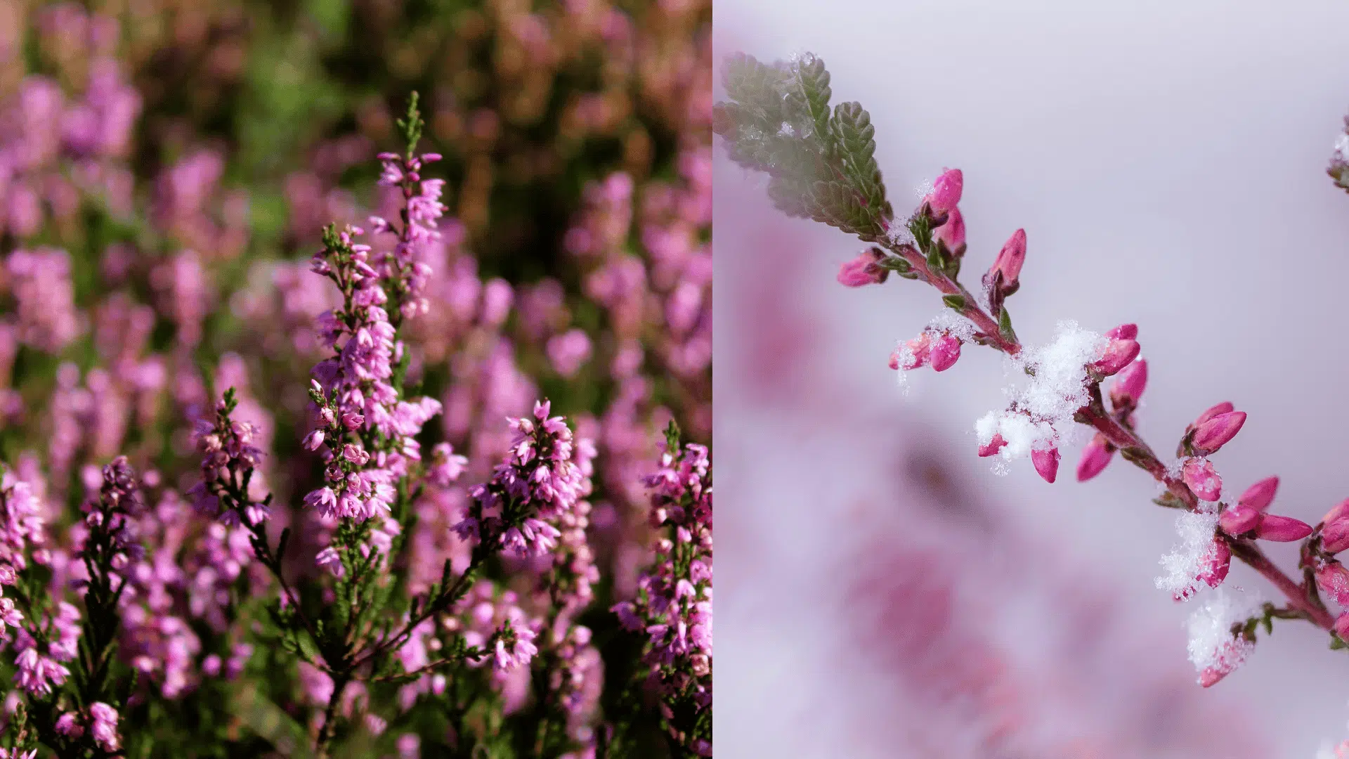 heather-blueberry-companion-plants