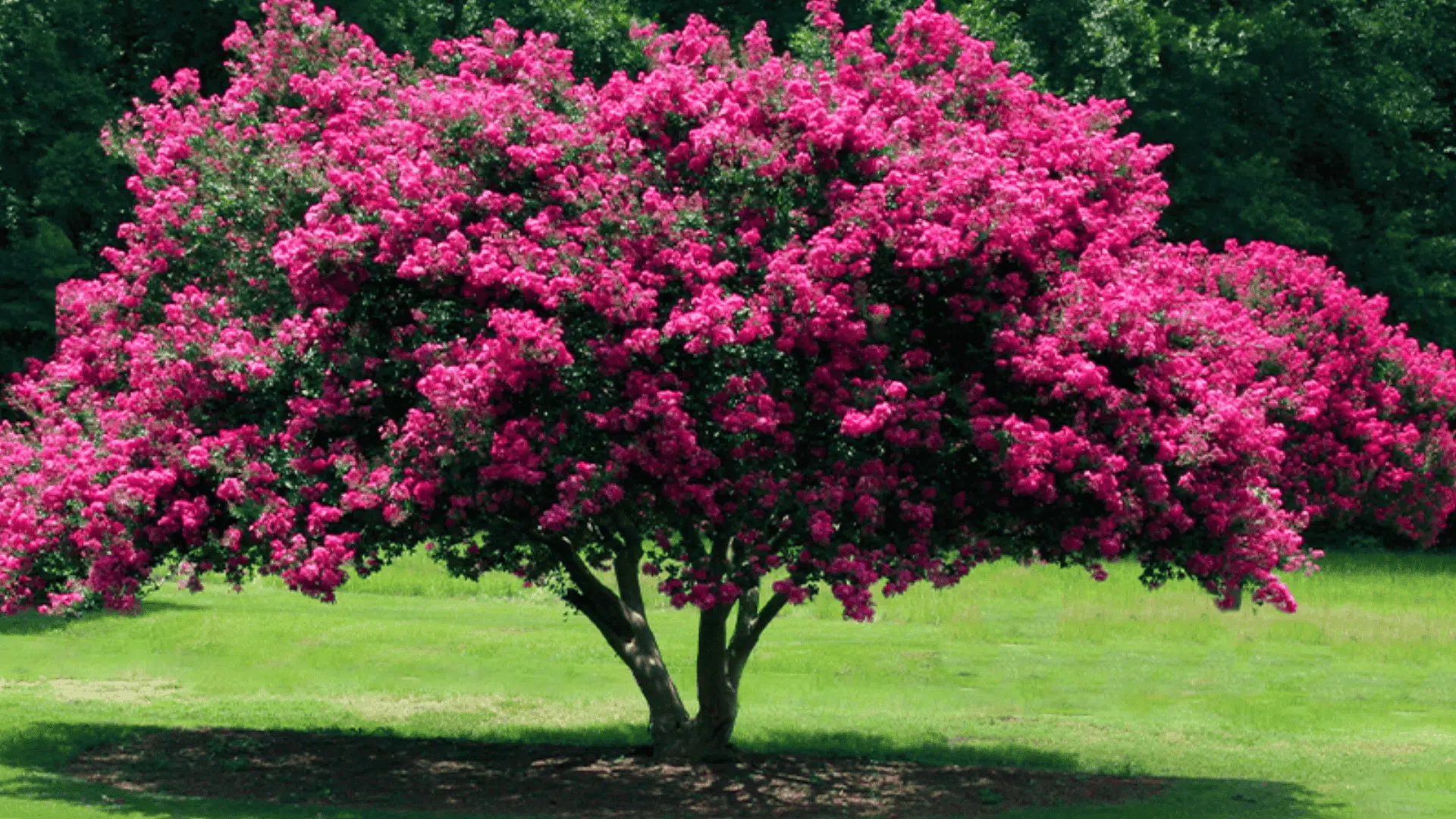 how-fast-do-crepe-myrtles-grow-per-year