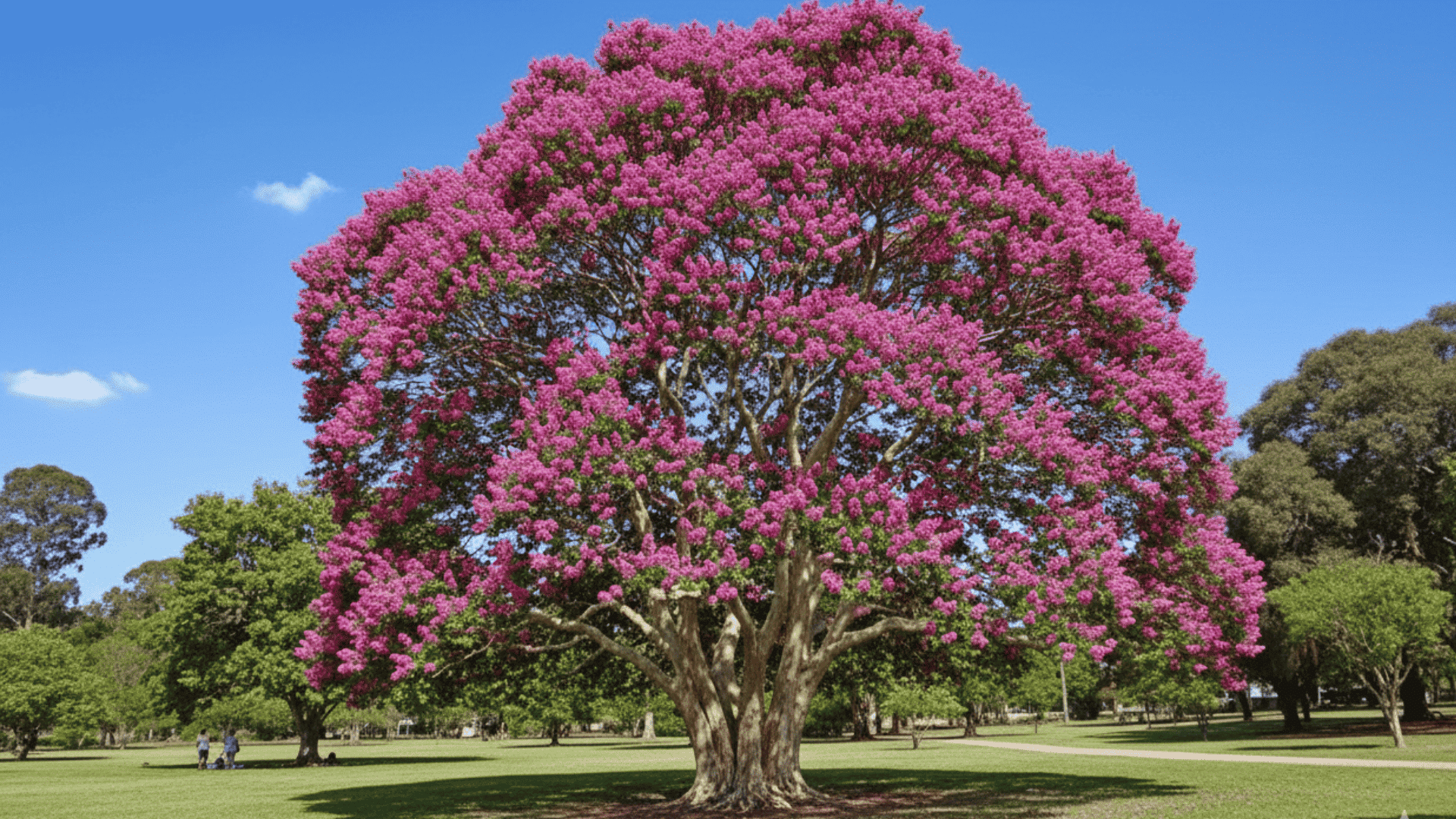 how-fast-do-red-crepe-myrtles-grow