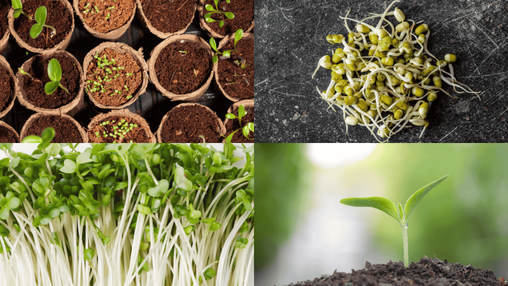 how-long-do-seeds-take-to-sprout