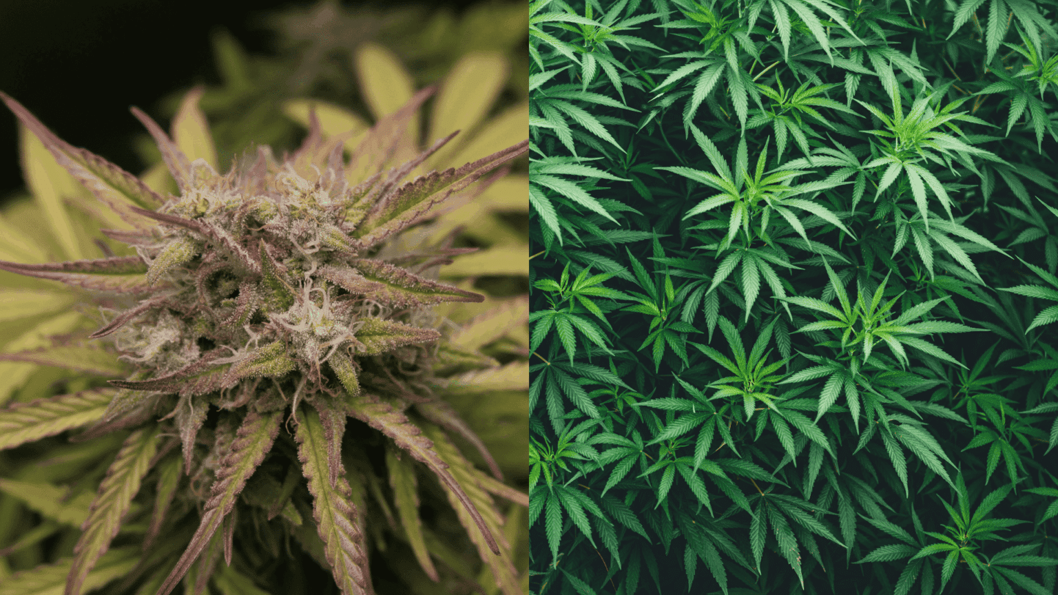Close-up of cannabis buds and green leaves, showing plant growth stages and texture differences between mature flower and leafy canopy.