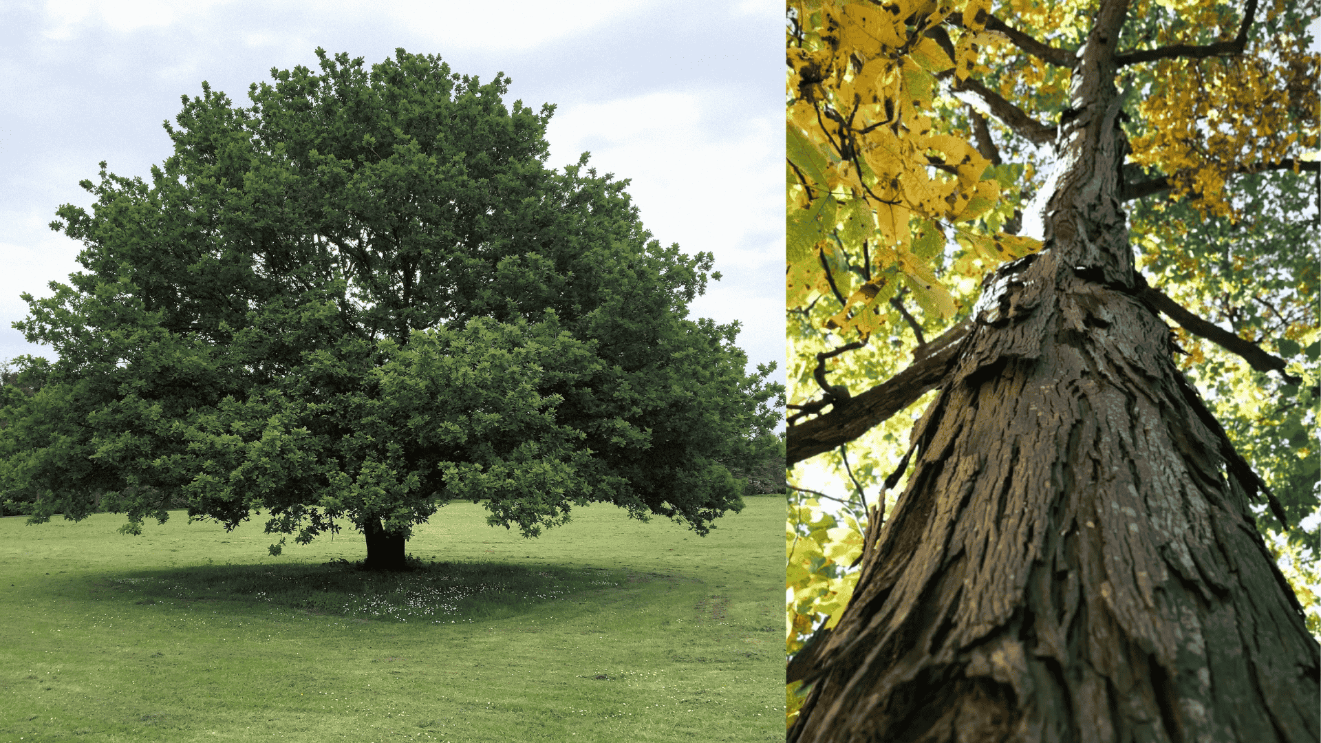Large mature tree and trunk close-up showing size and structure to estimate how much do trees weigh