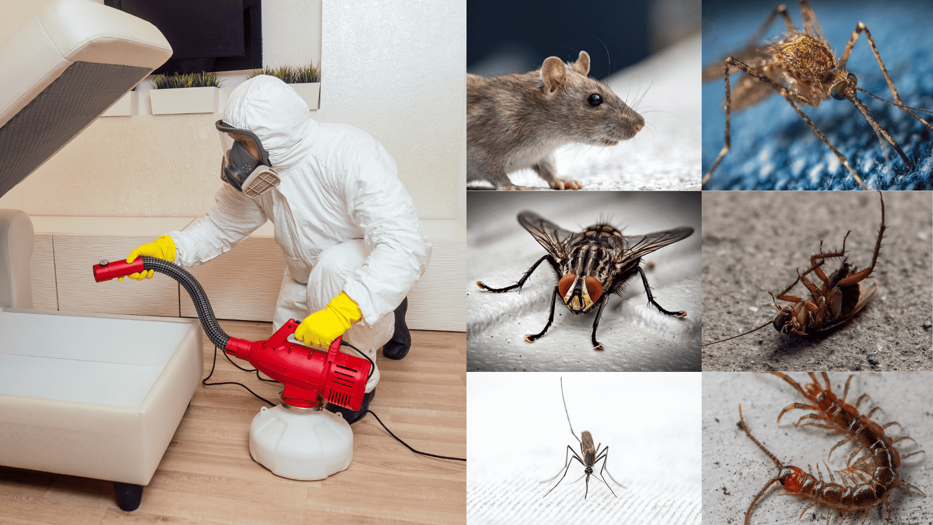 how much is pest control