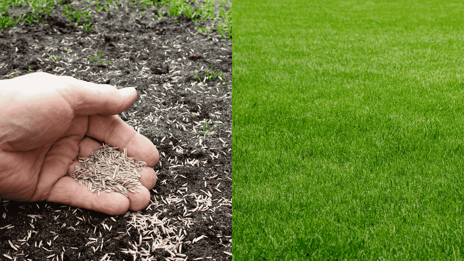 how often to water grass seed