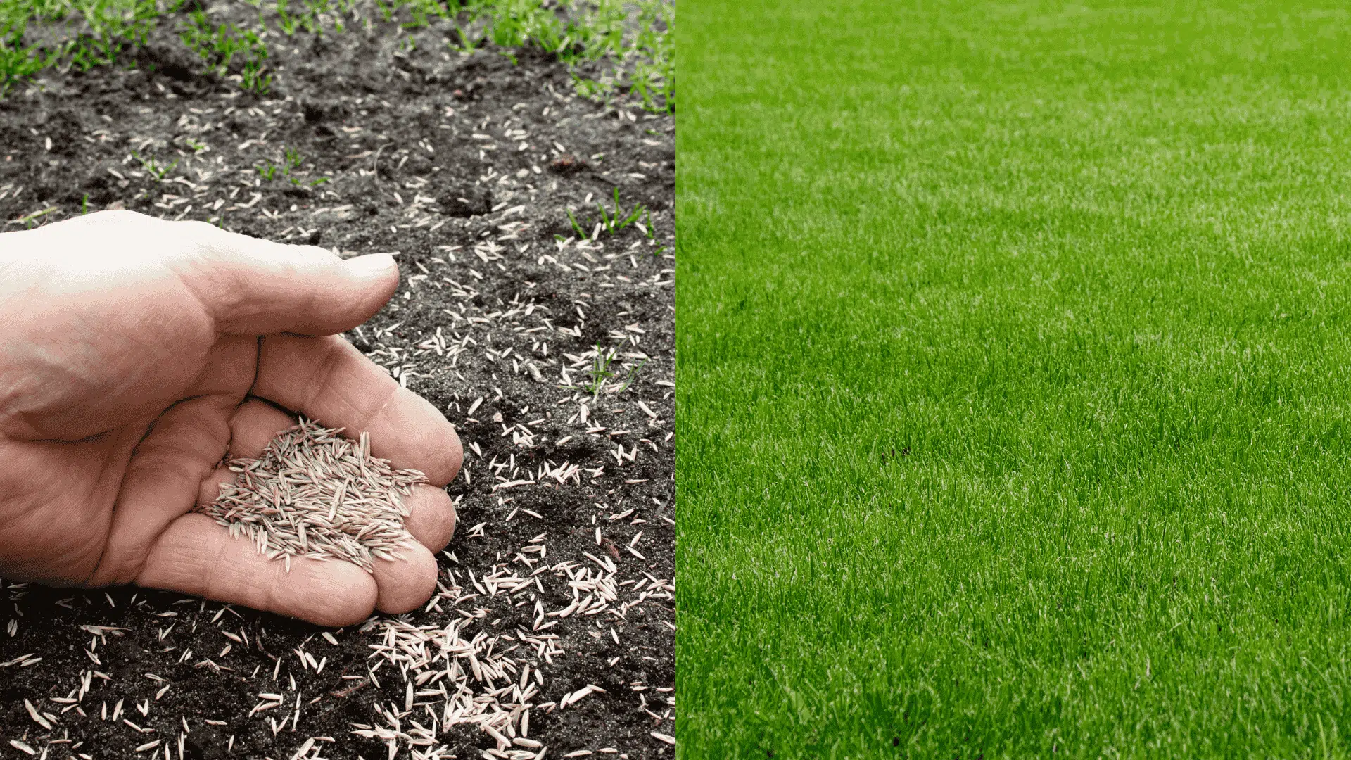 how often to water grass seed