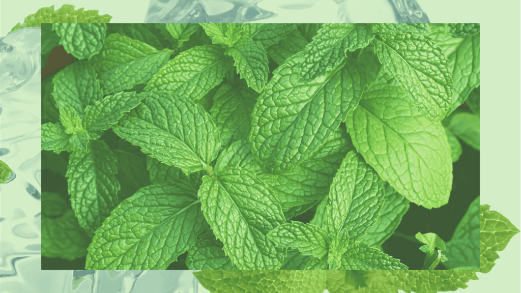 how-often-to-water-mint