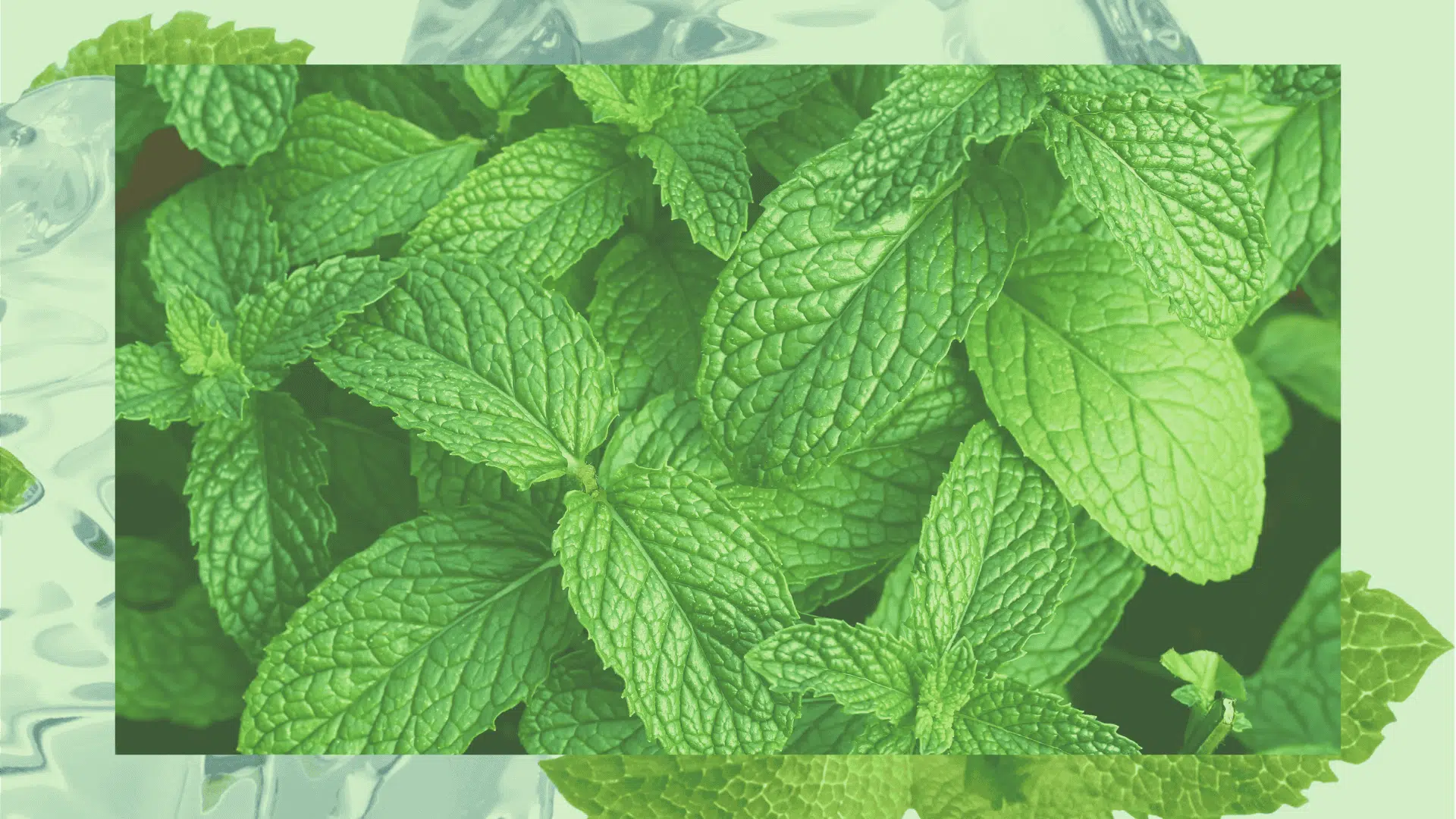 how-often-to-water-mint