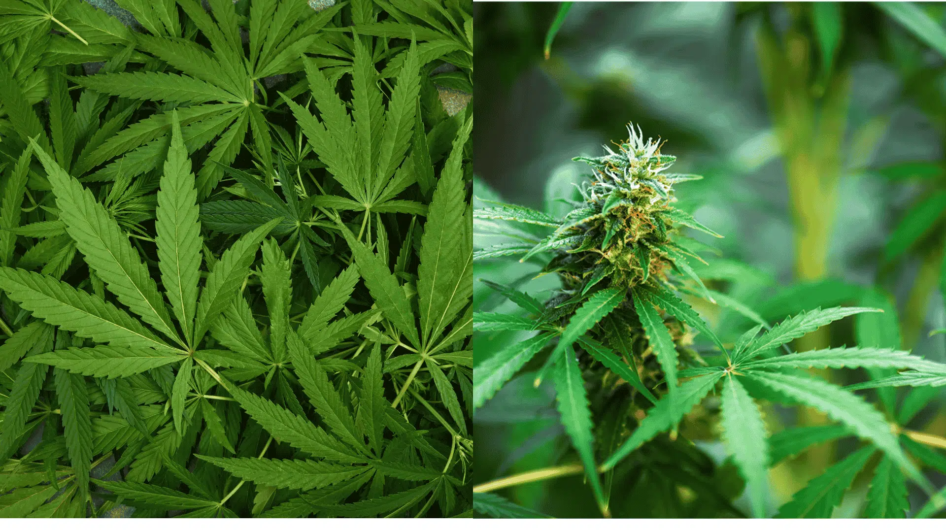 how-to-clone-a-marijuana-plant
