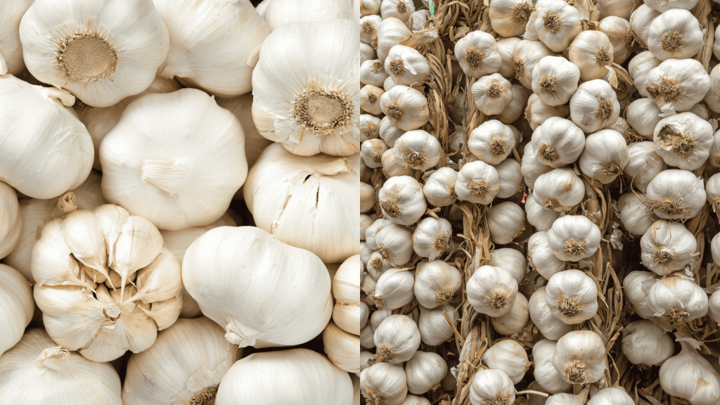 how-to-cure-garlic