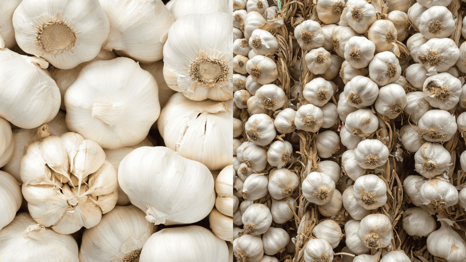 how-to-cure-garlic