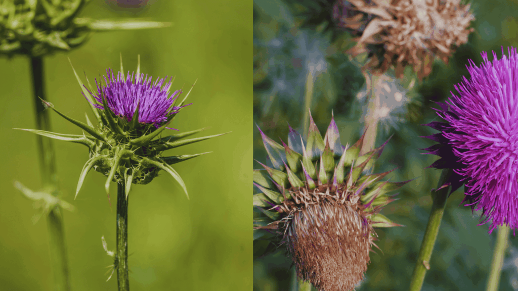 how to get rid of thistle weeds