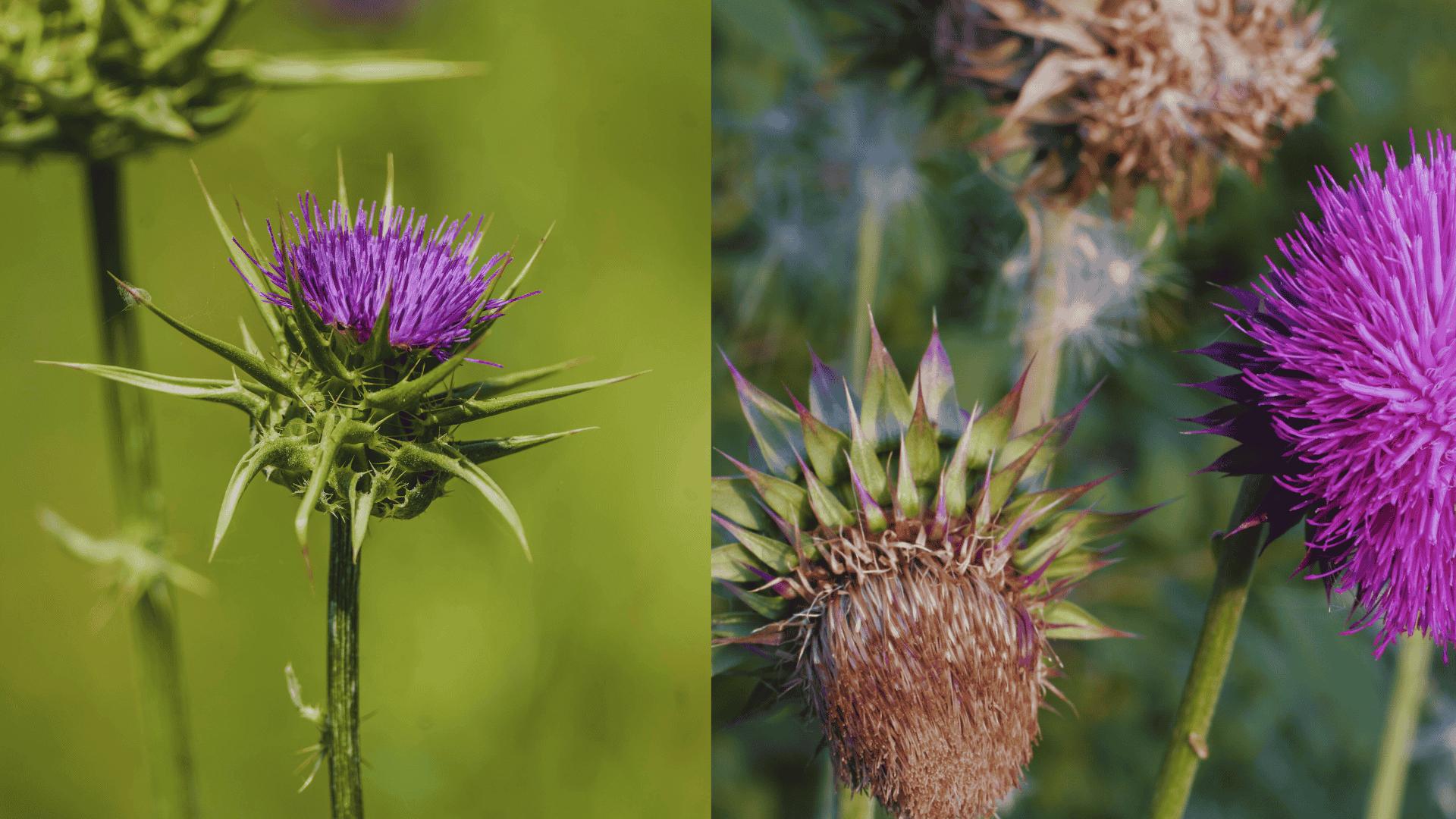 how to get rid of thistle weeds
