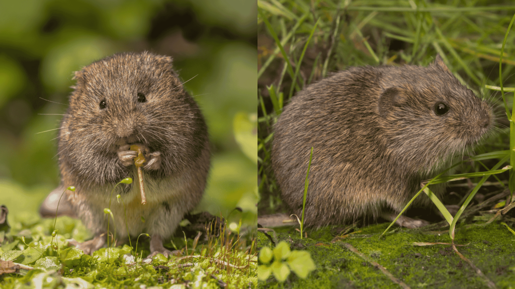 how-to-get-rid-of-voles