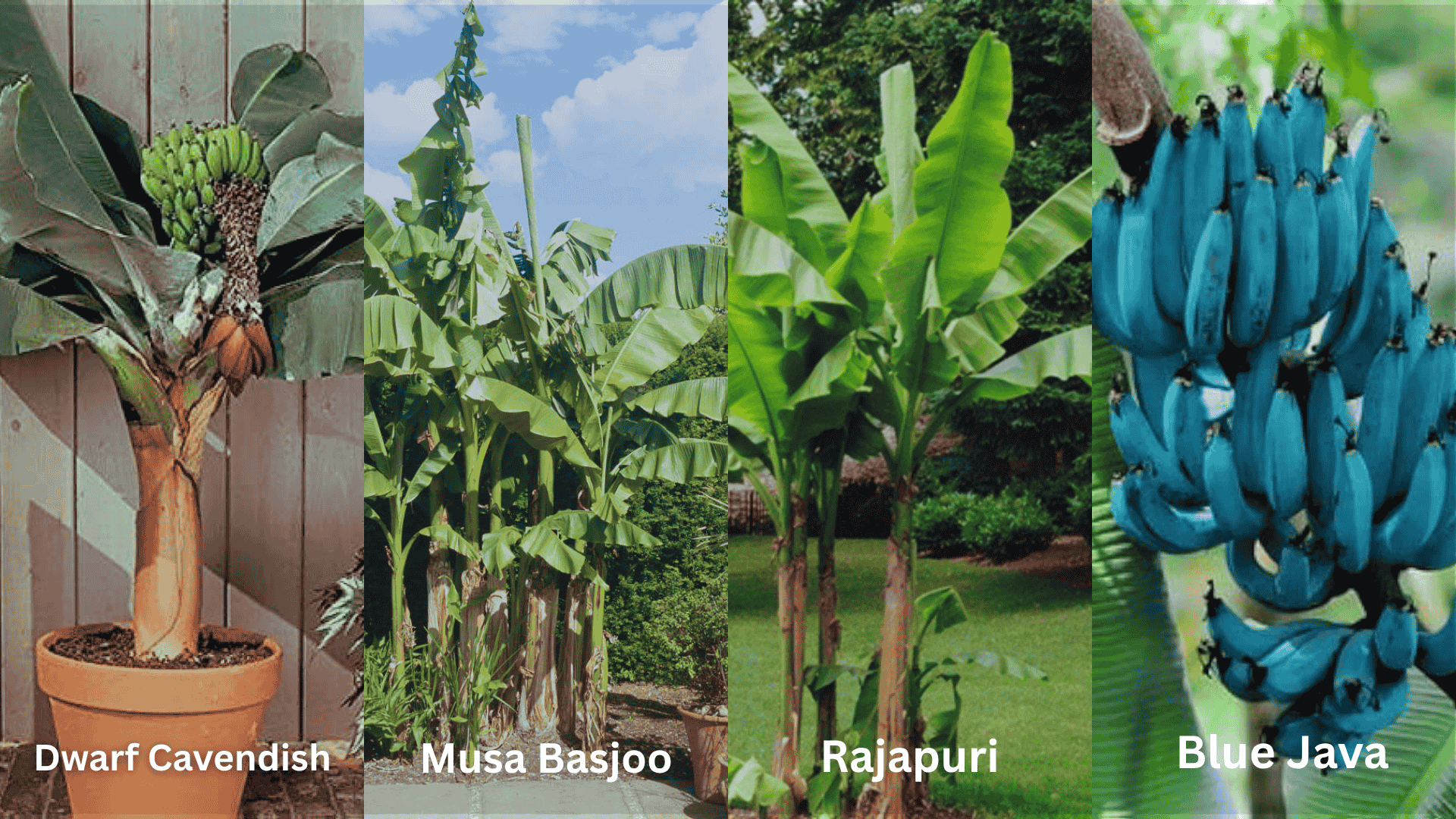 how to grow bananas type