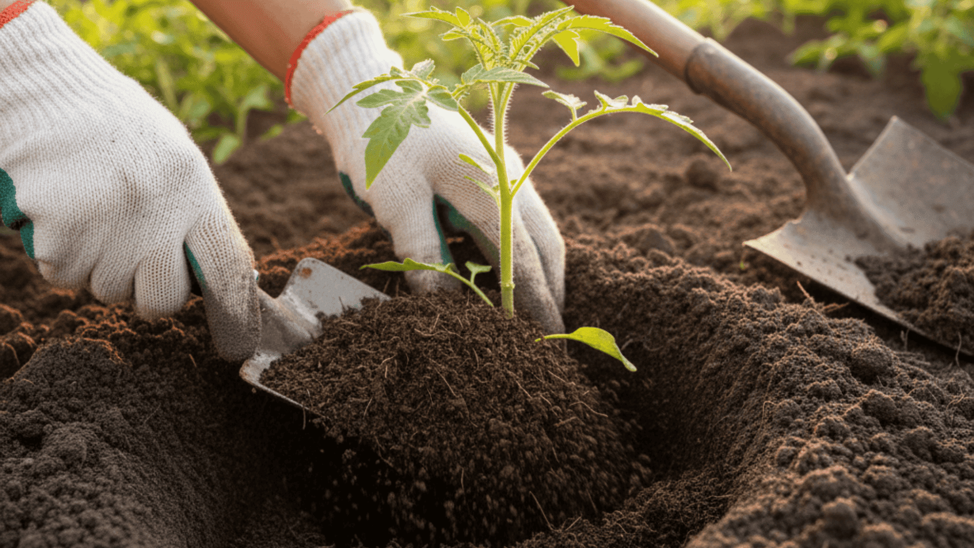 how-to-grow-tomatoes-from-seeds