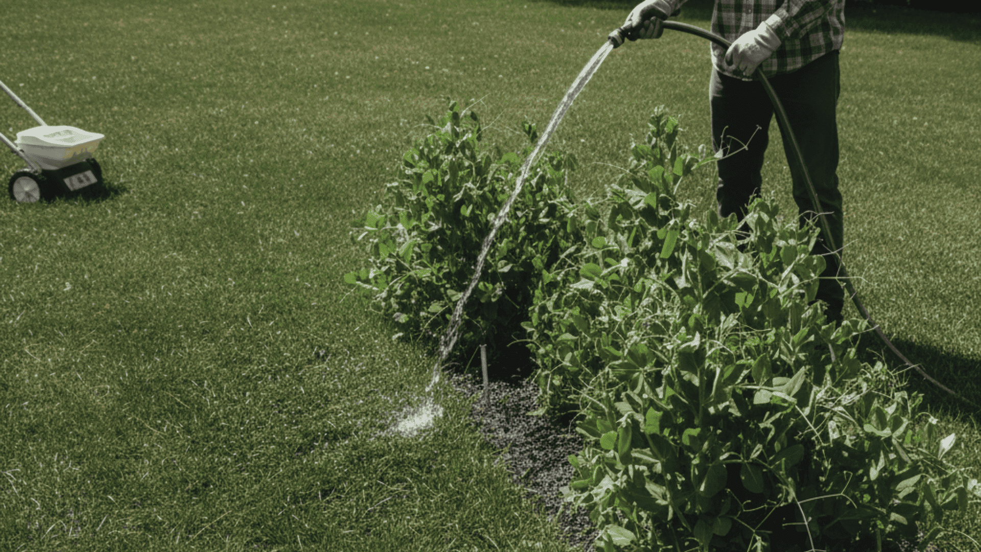 is-it-too-late-to-plant-sugar-snap-peas