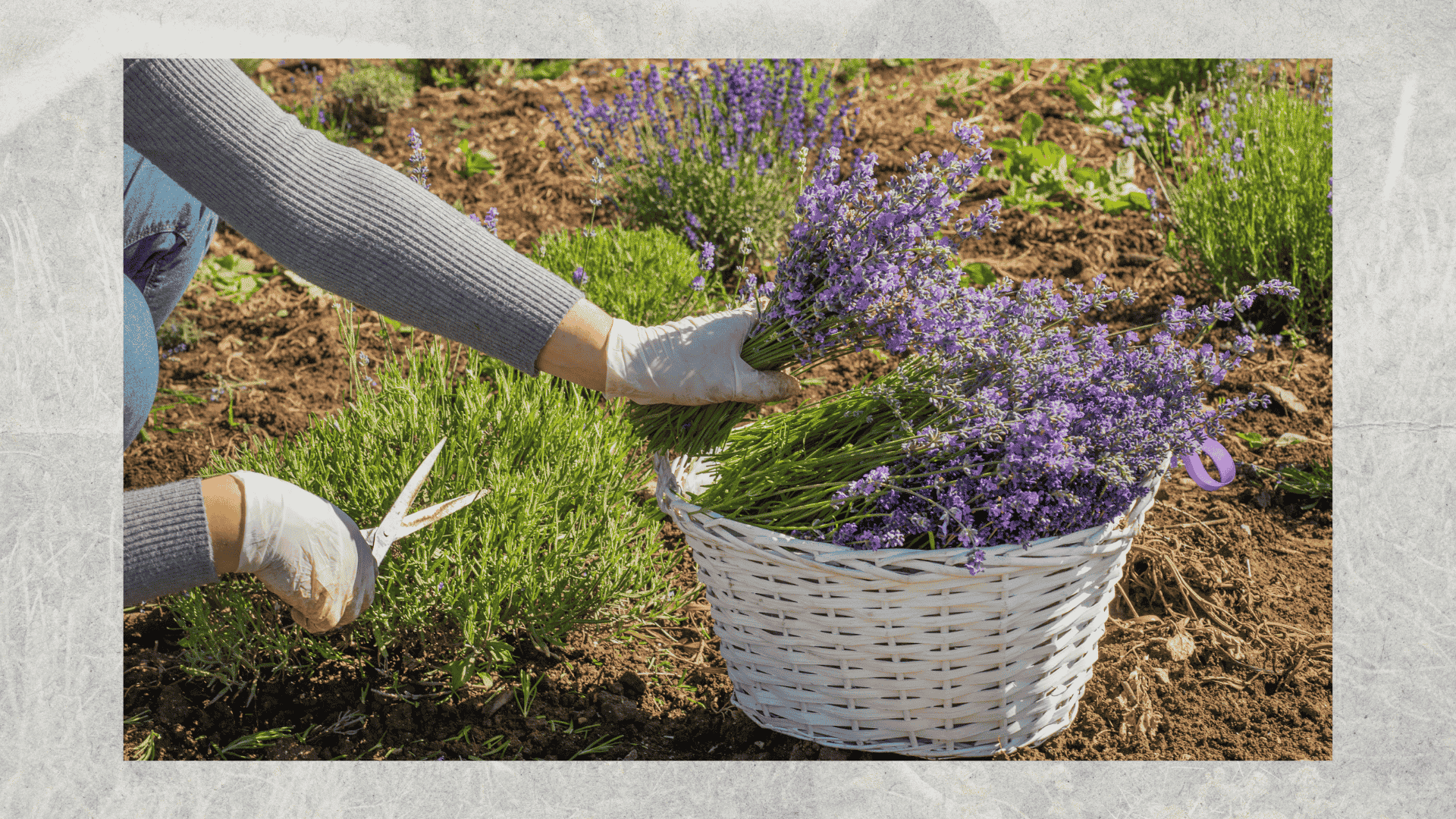 lavender-in-soil