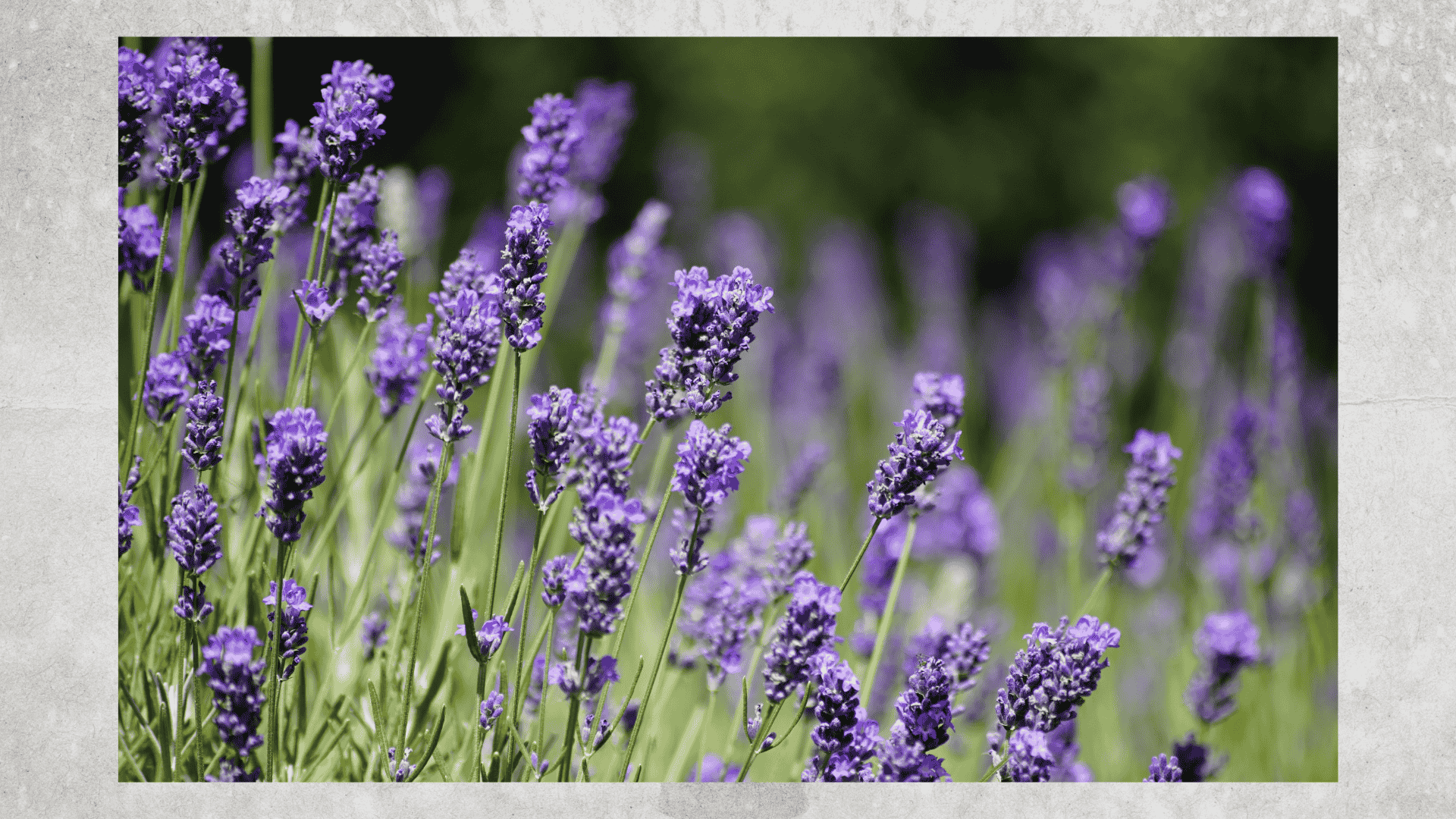 lavender in water
