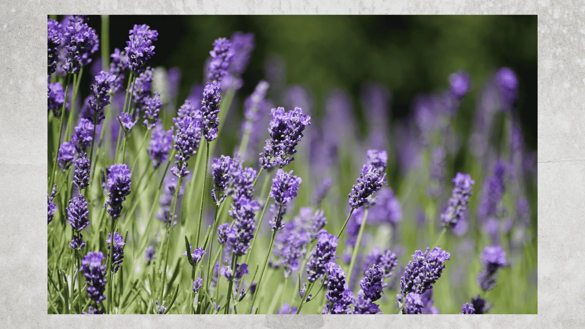 lavender in water