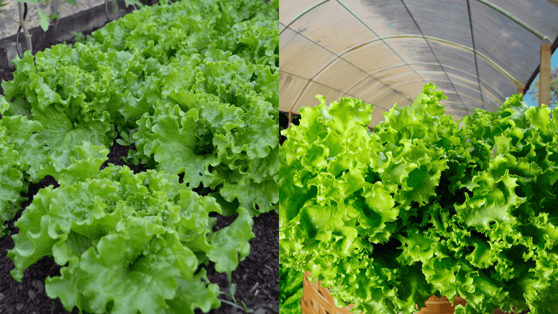 leaf-lettuce