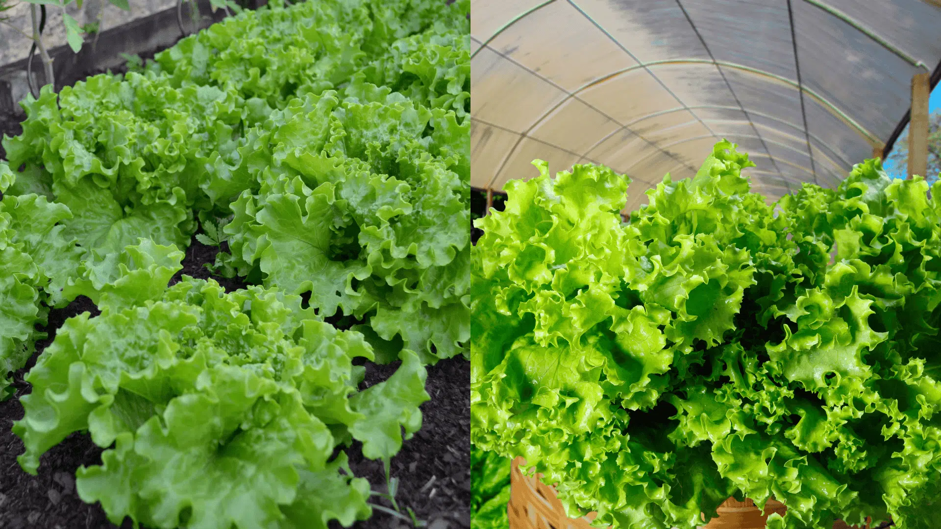leaf-lettuce