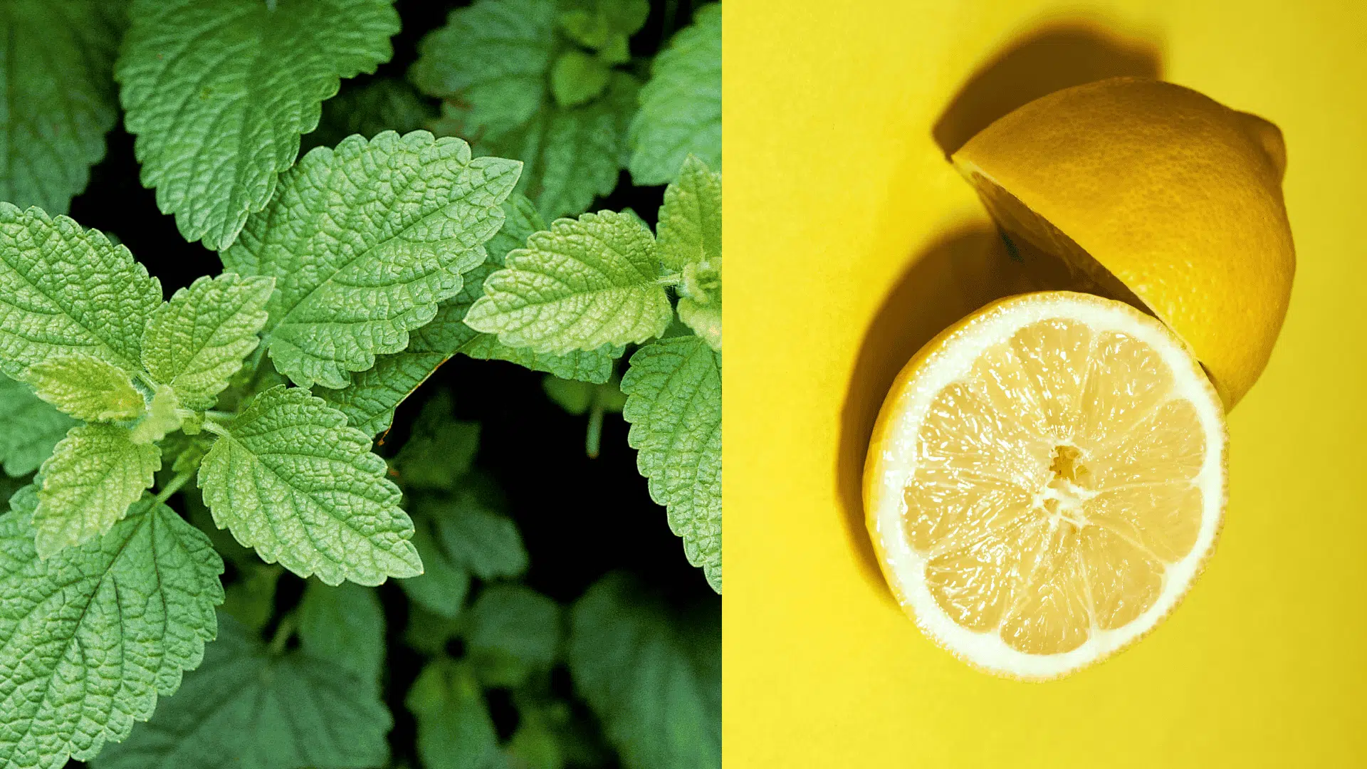 lemon-balm-blueberry-companion-plants
