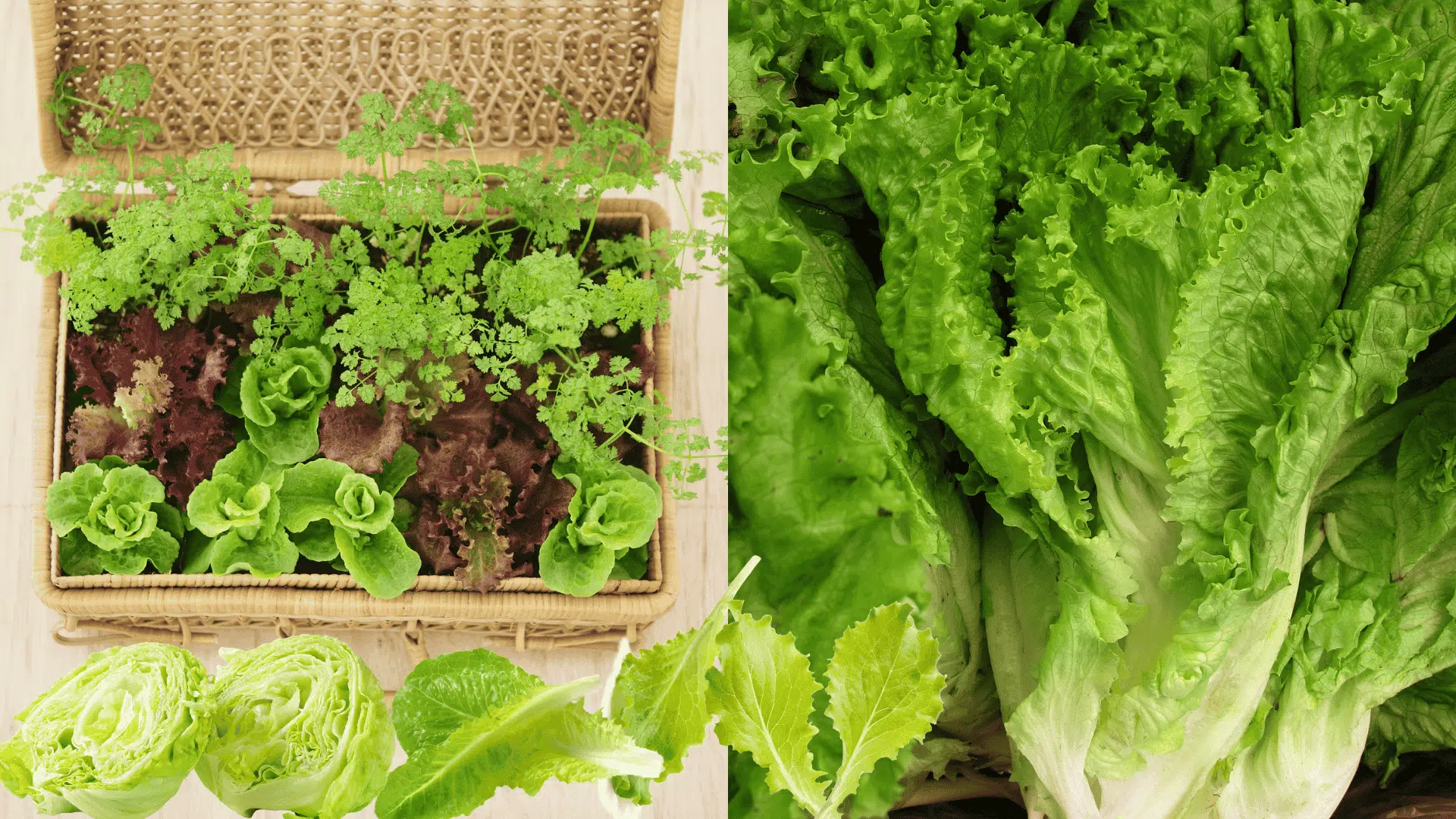 lettuce