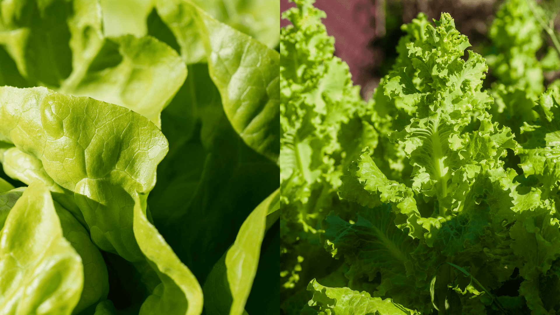 lettuce-arugula-companion-plant