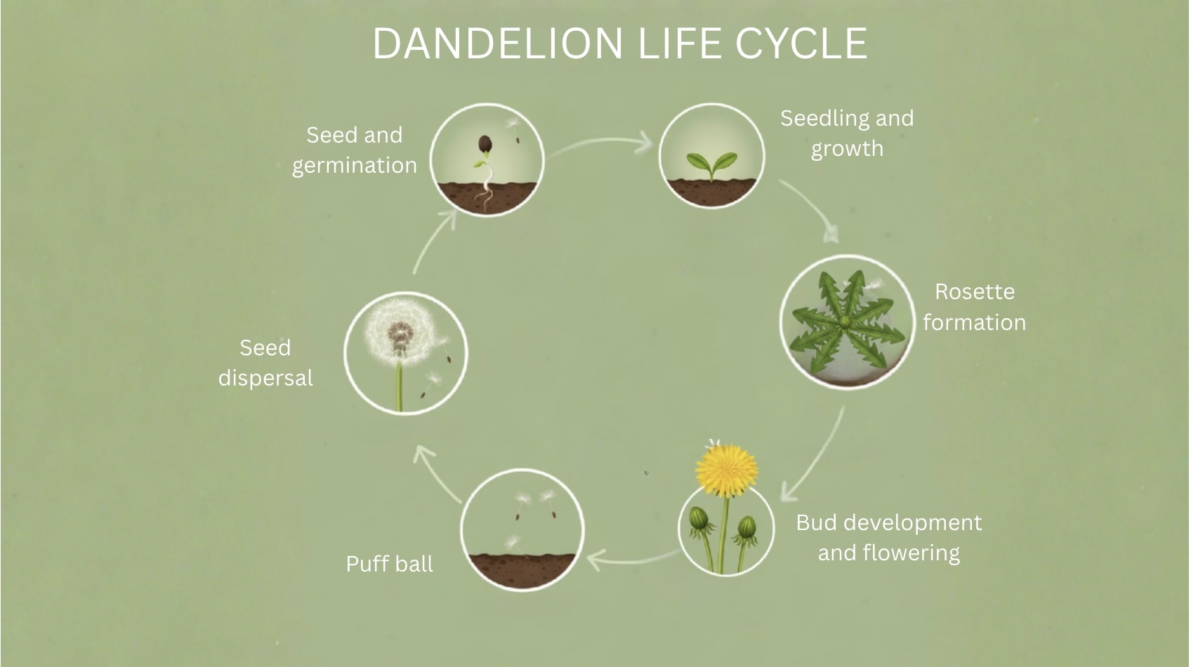 life cycle dandelion