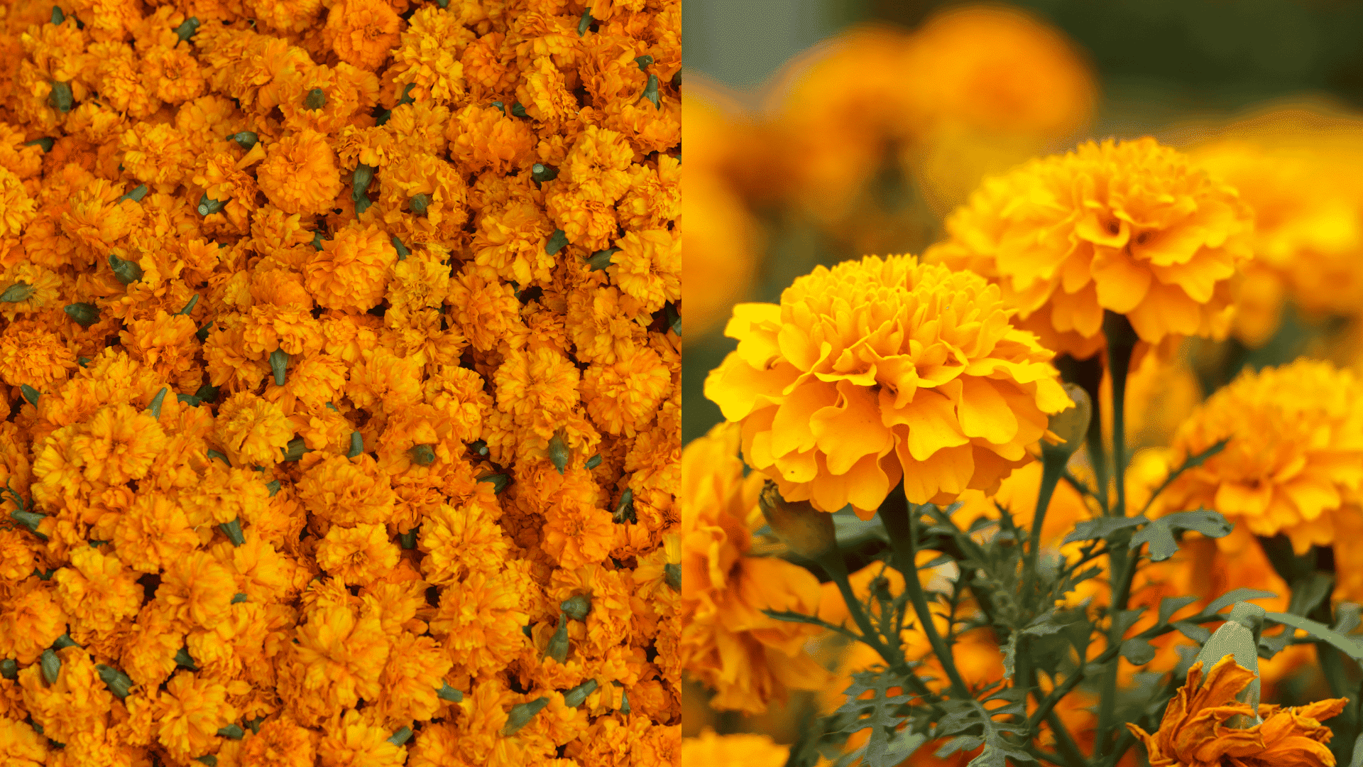 marigold-best-companion-plant-for-parsley