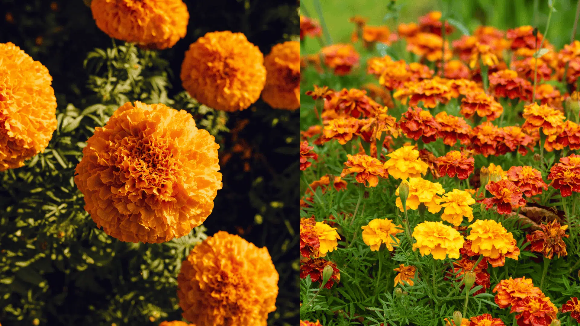 marigold-blueberry-companion-plants