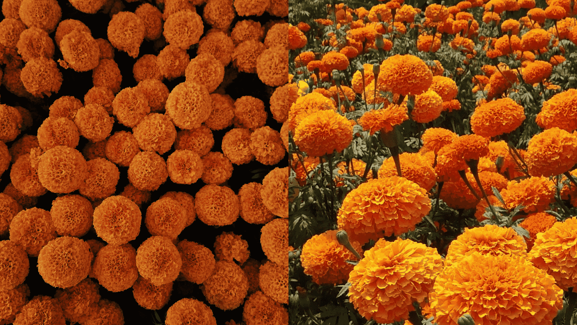 Bright orange marigold flowers in garden beds, popular companion plants for eggplant that help repel pests and support healthy growth