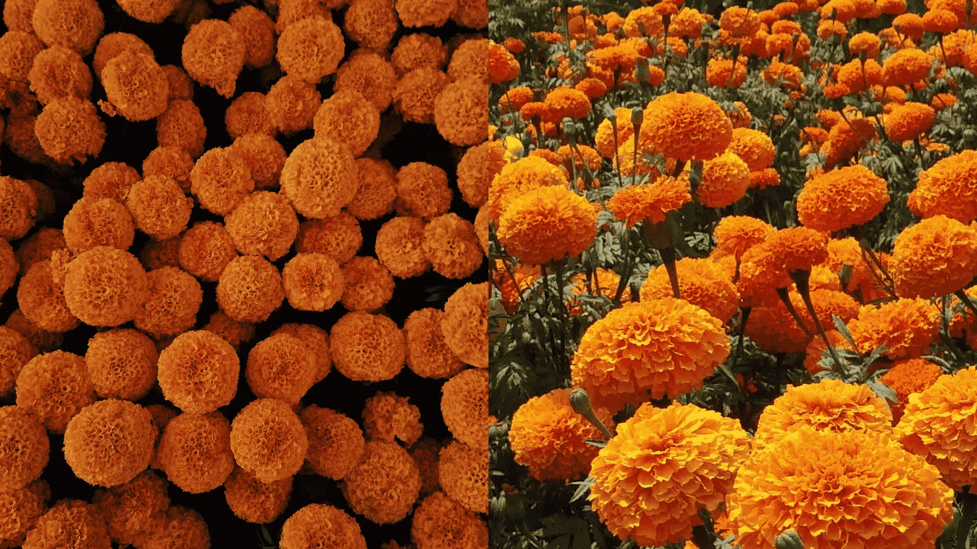 Bright orange marigold flowers in garden beds, popular companion plants for eggplant that help repel pests and support healthy growth