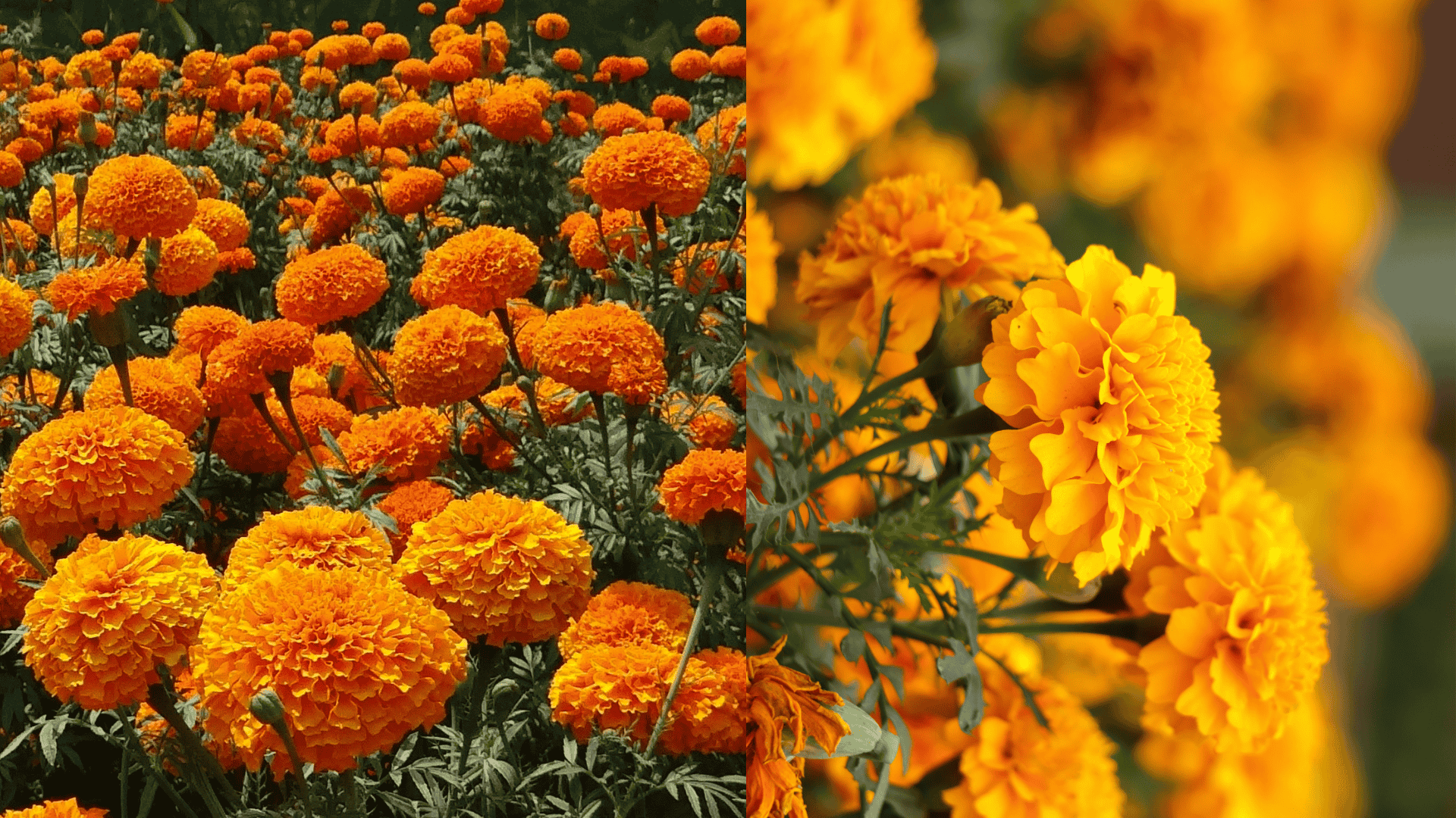 marigolds-brussel-sprouts-companion-plants