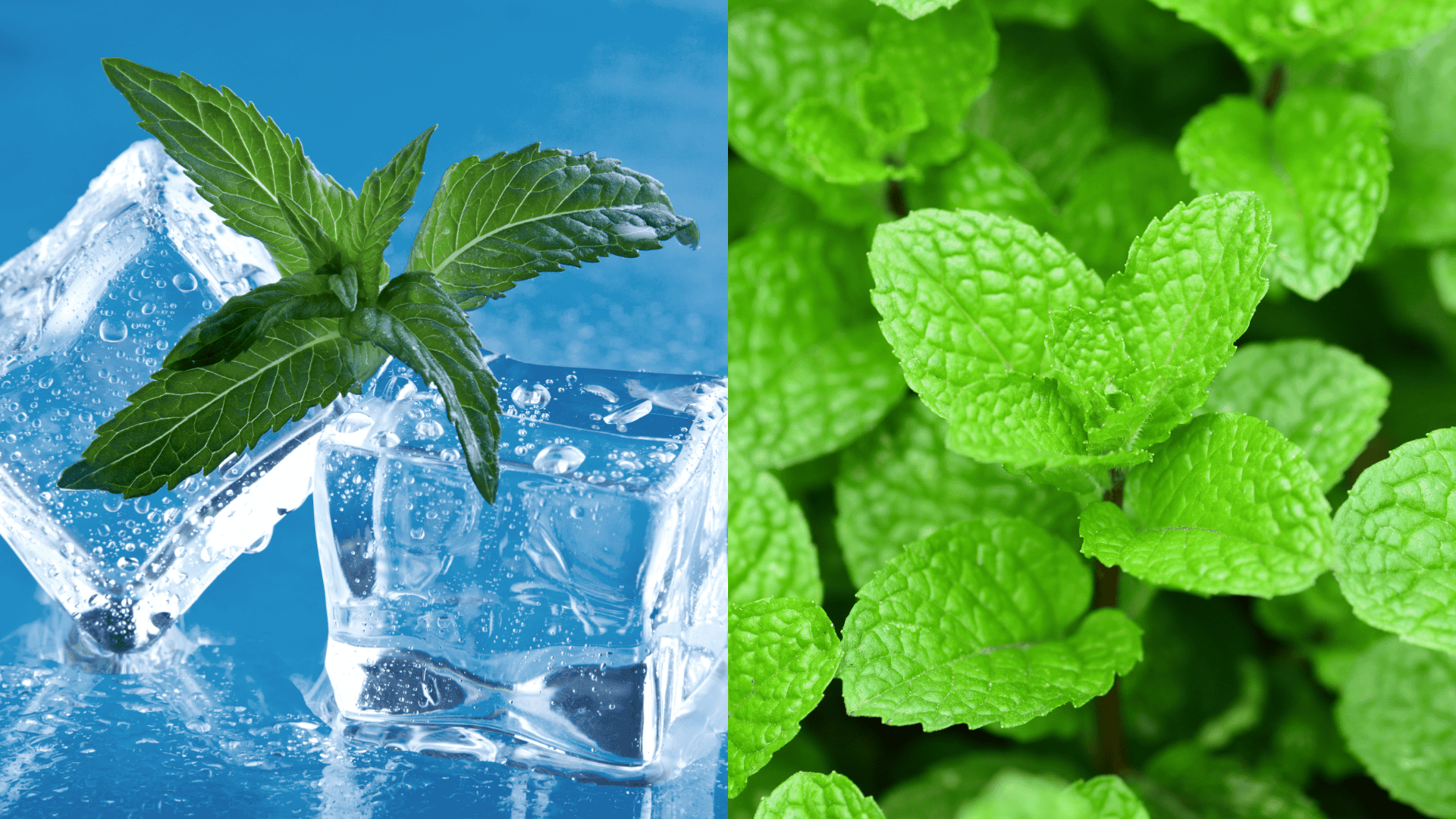 mint-arugula-companion-plant