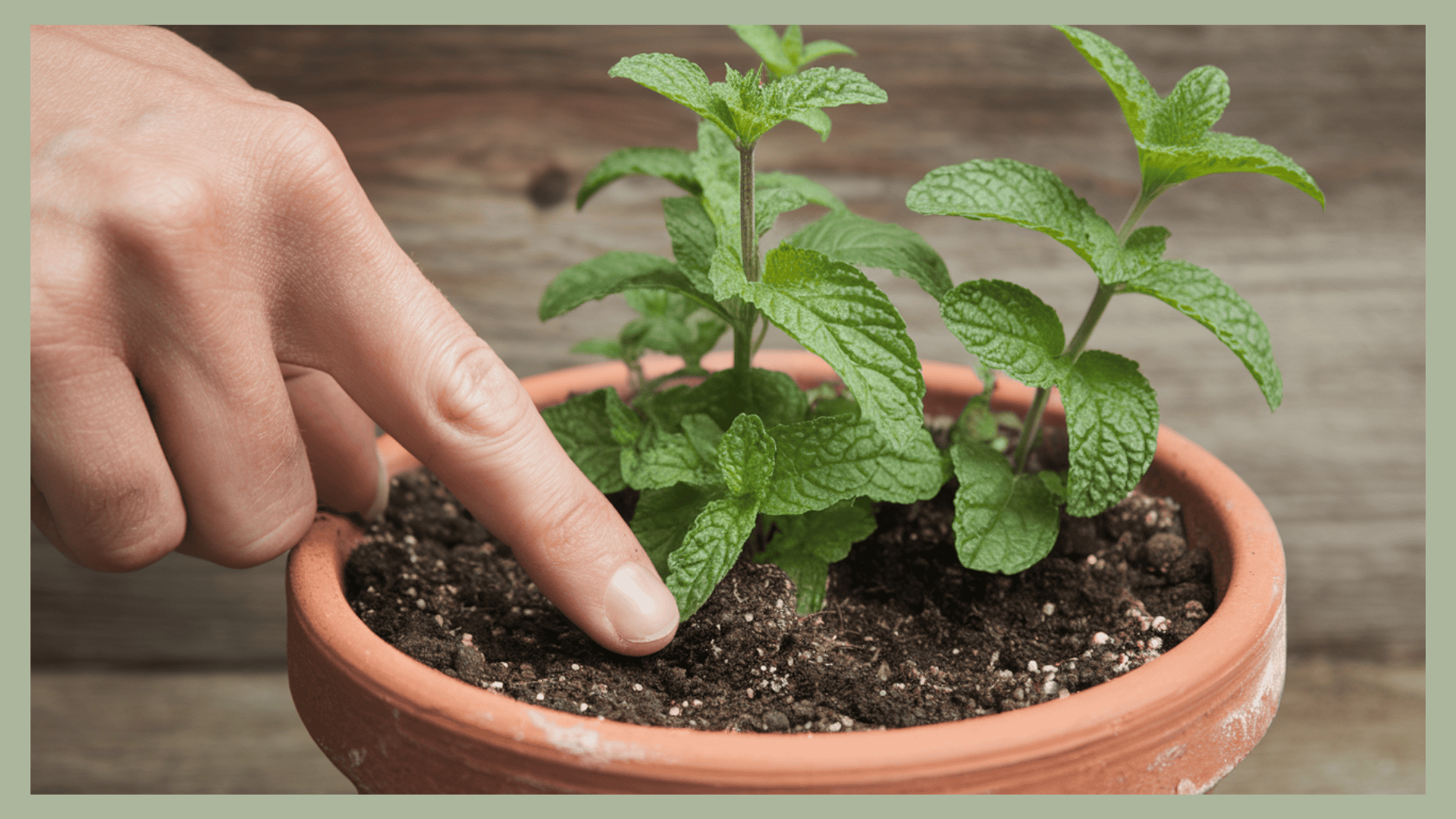 mint-watering-time