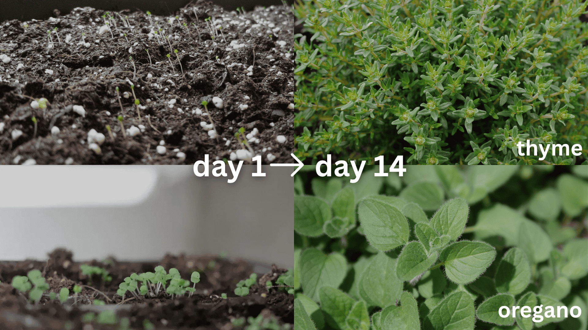 moderate-speed-sprouting-Herbs