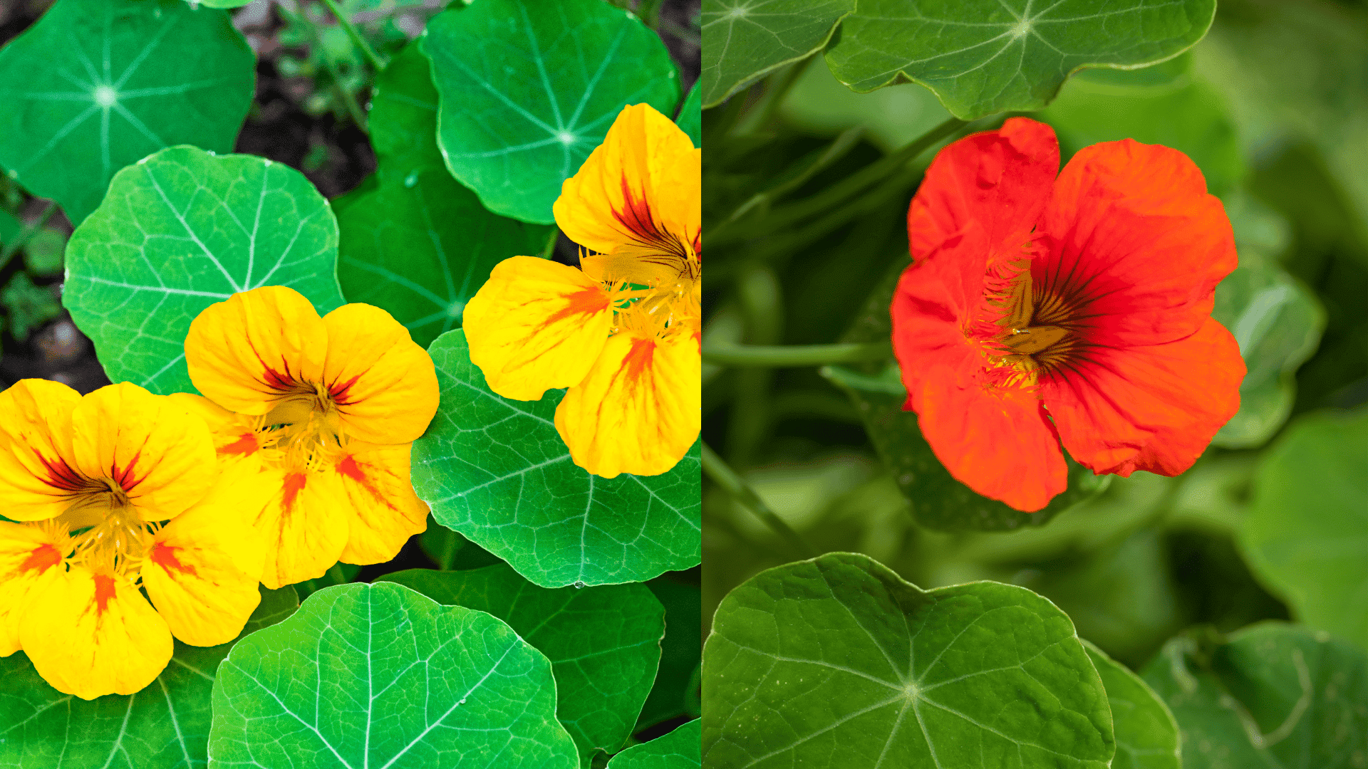 nasturtiums-brussel-sprouts-companion-plants