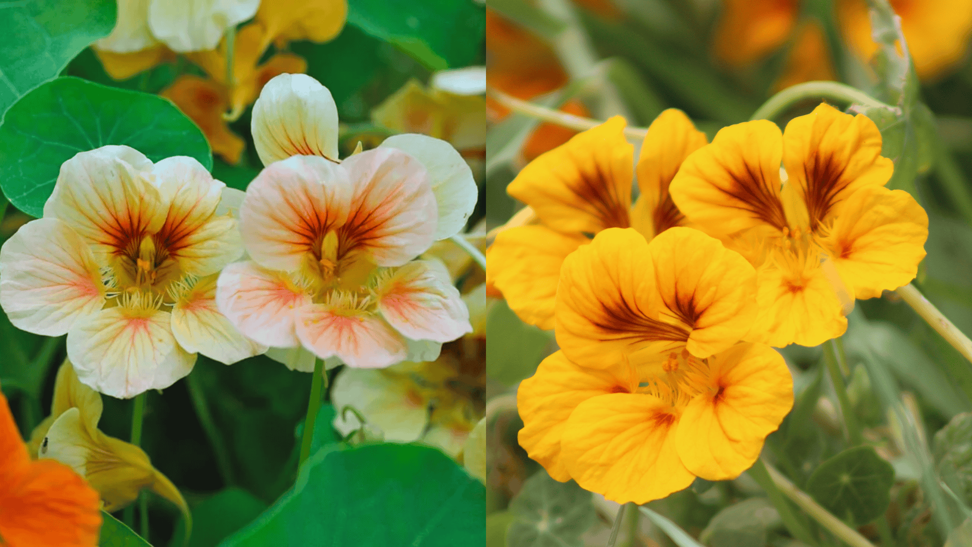 Nasturtium flowers in bloom, popular companion plants for eggplant that attract pollinators and help deter harmful pests