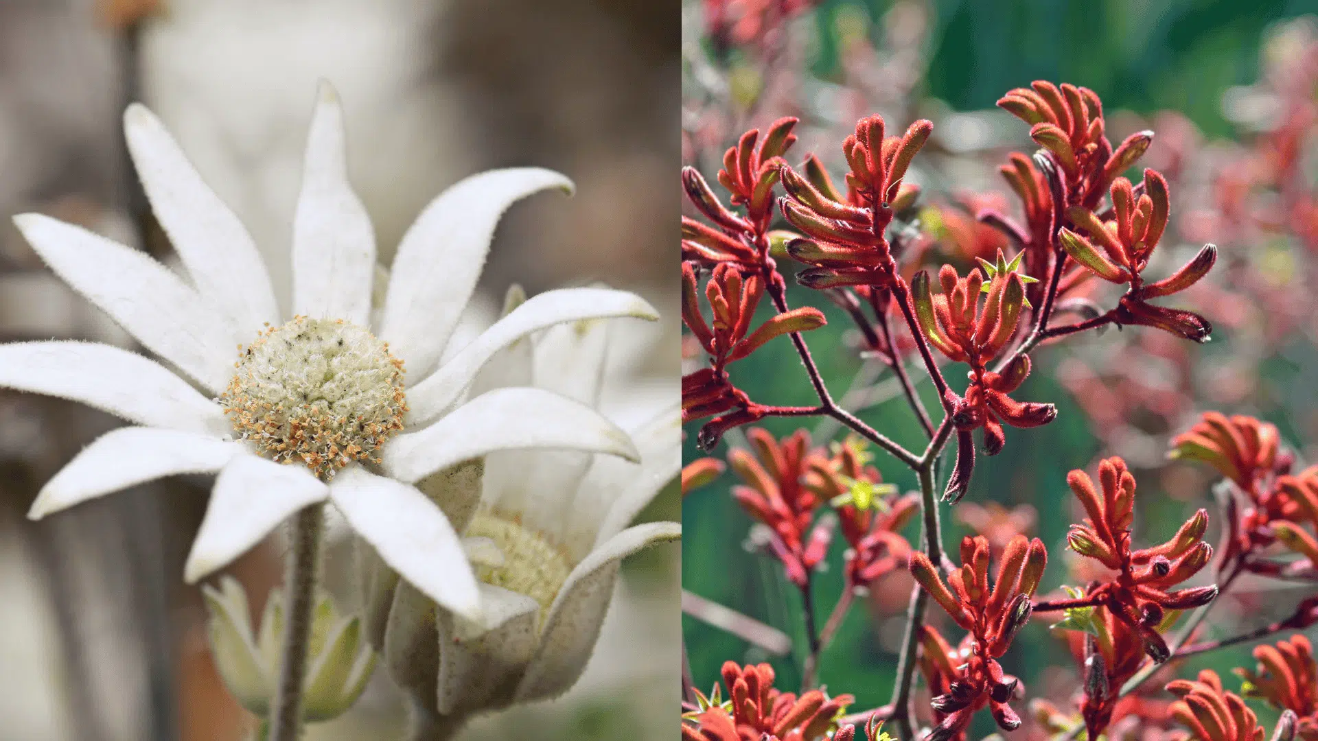 native-wildflowers-blueberry-companion-plants