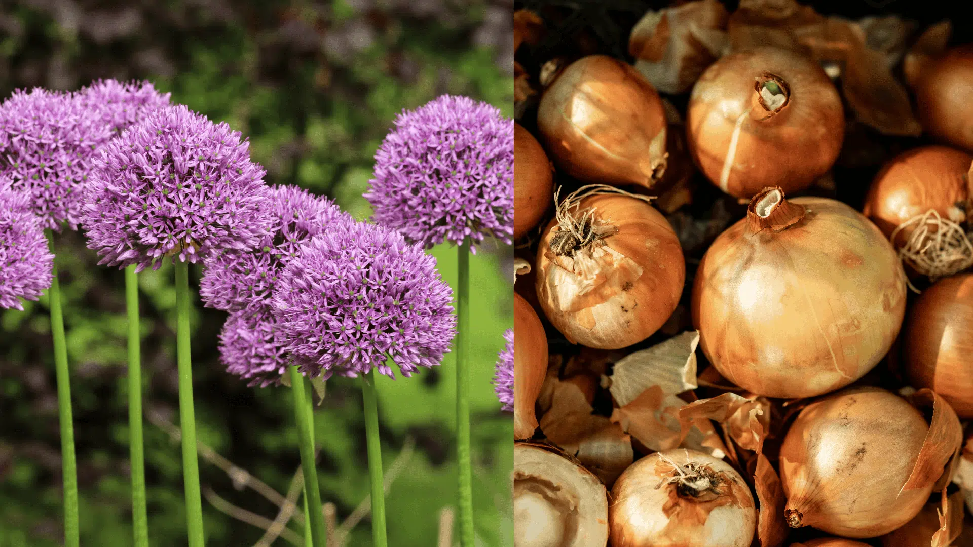 onions-blueberry-companion-plants