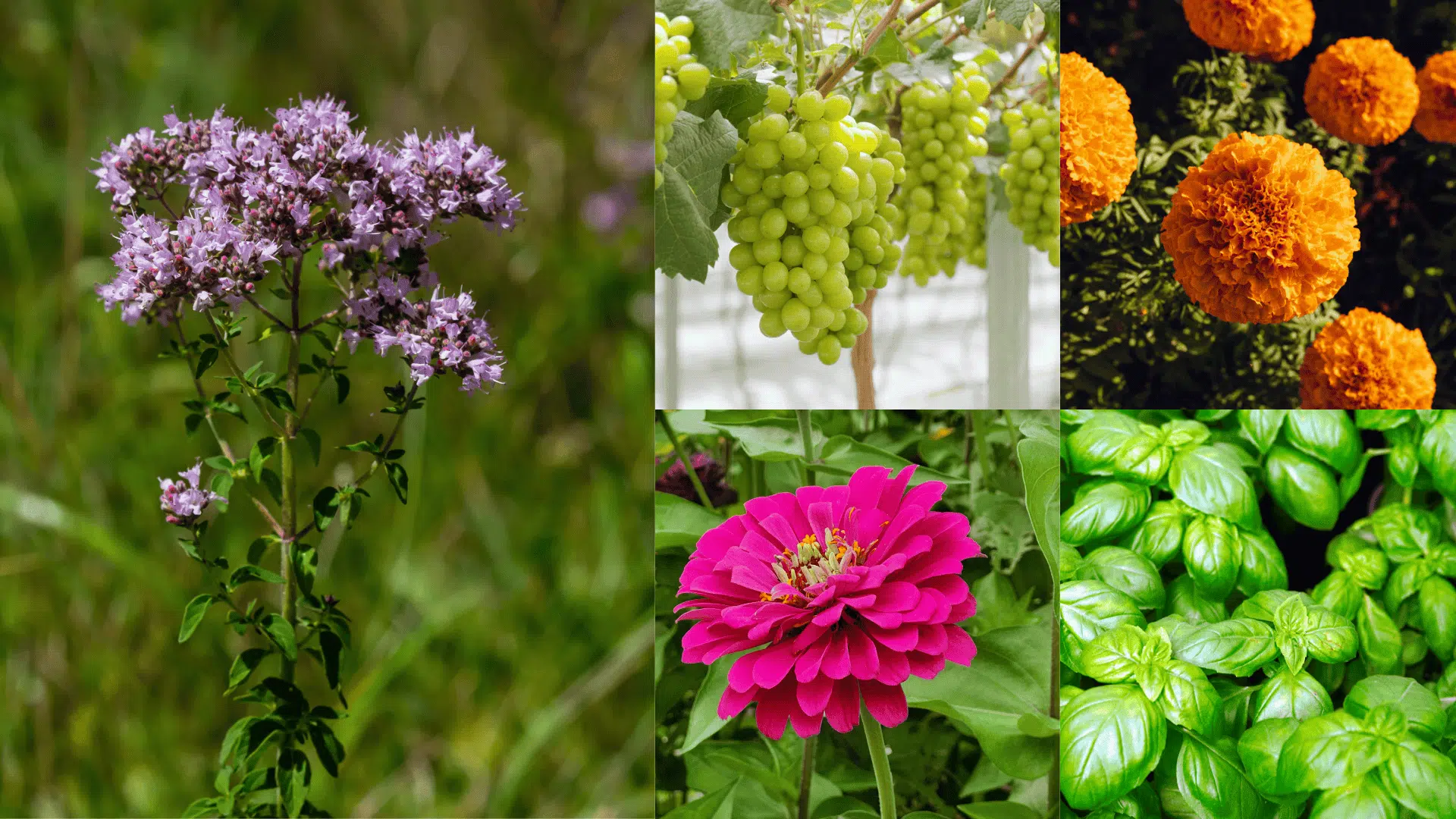 oregano-companion-plants