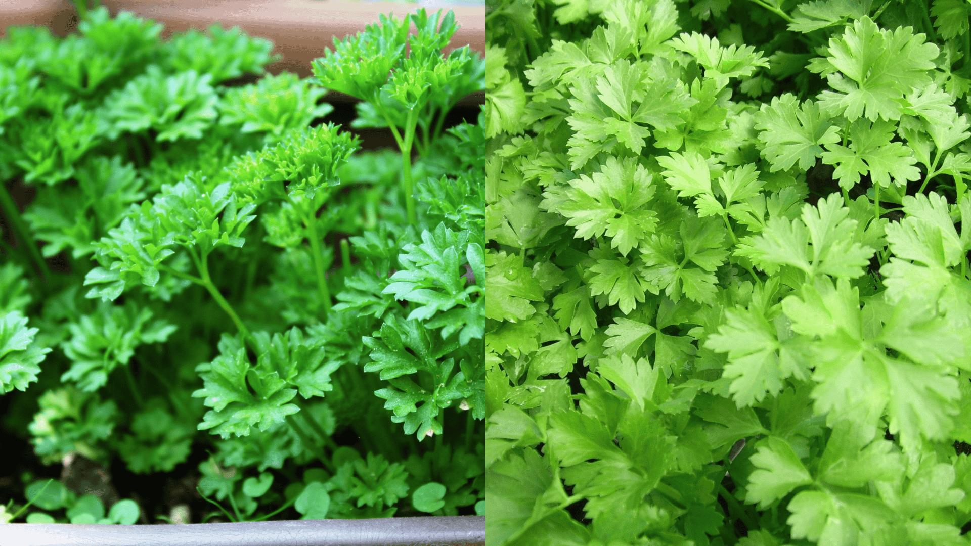 parsley-arugula-companion-plant