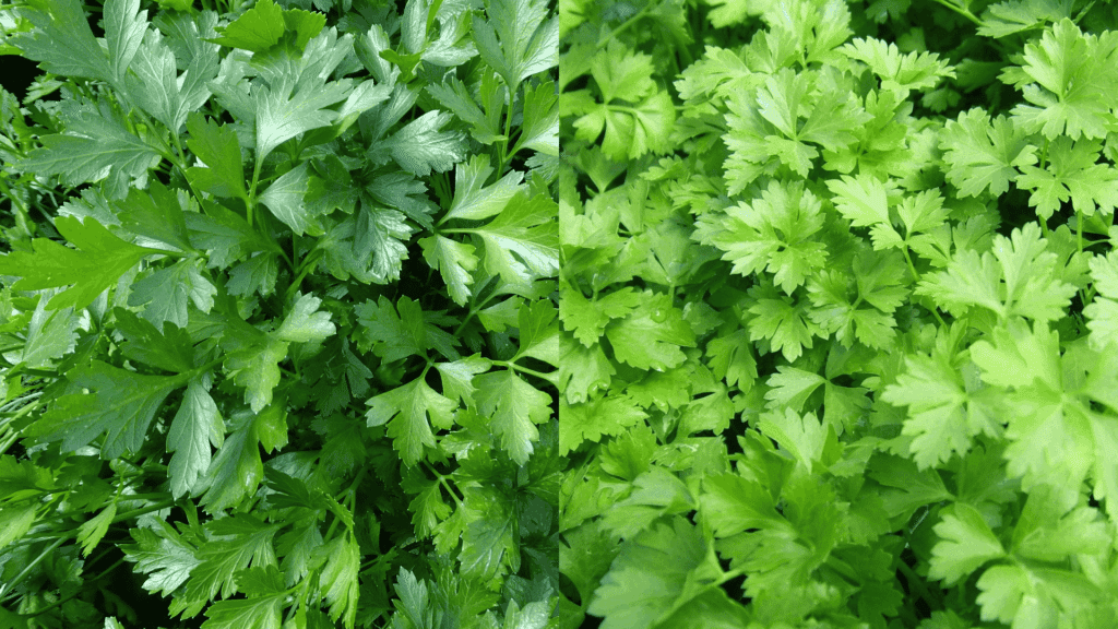 parsley-companion-plants