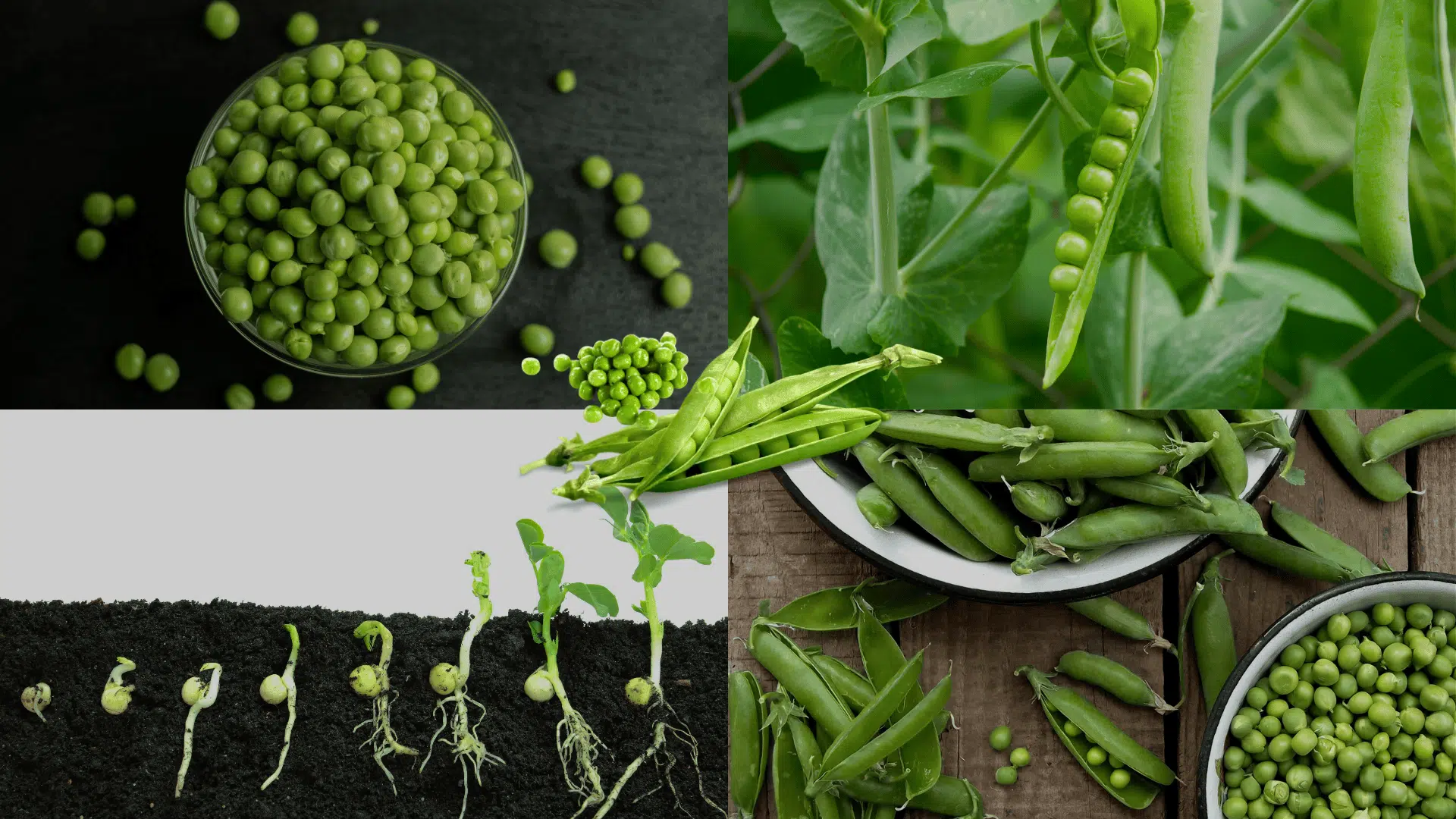 peas