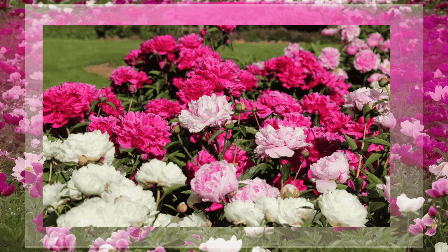 List of Best Peony Fertilizer for Healthy Blooms - My Earth Garden