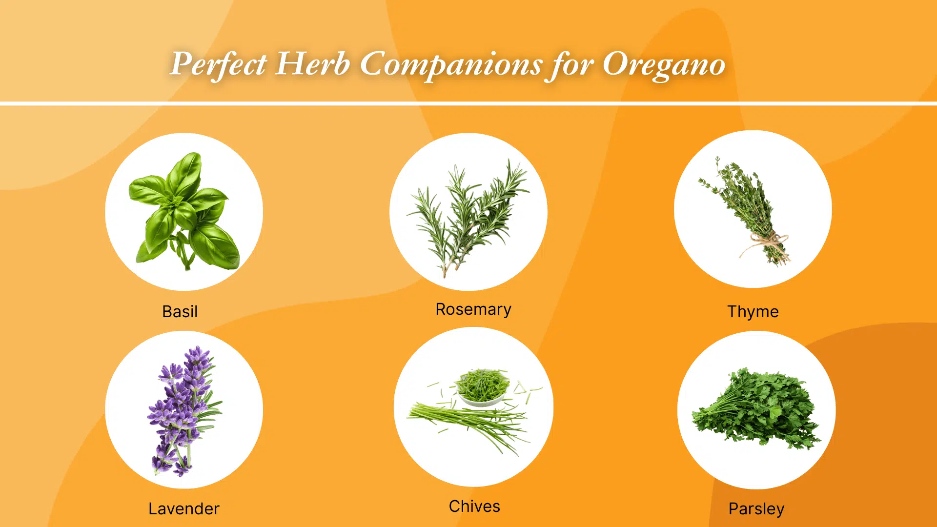 perfect-herb-companions-for-oregano