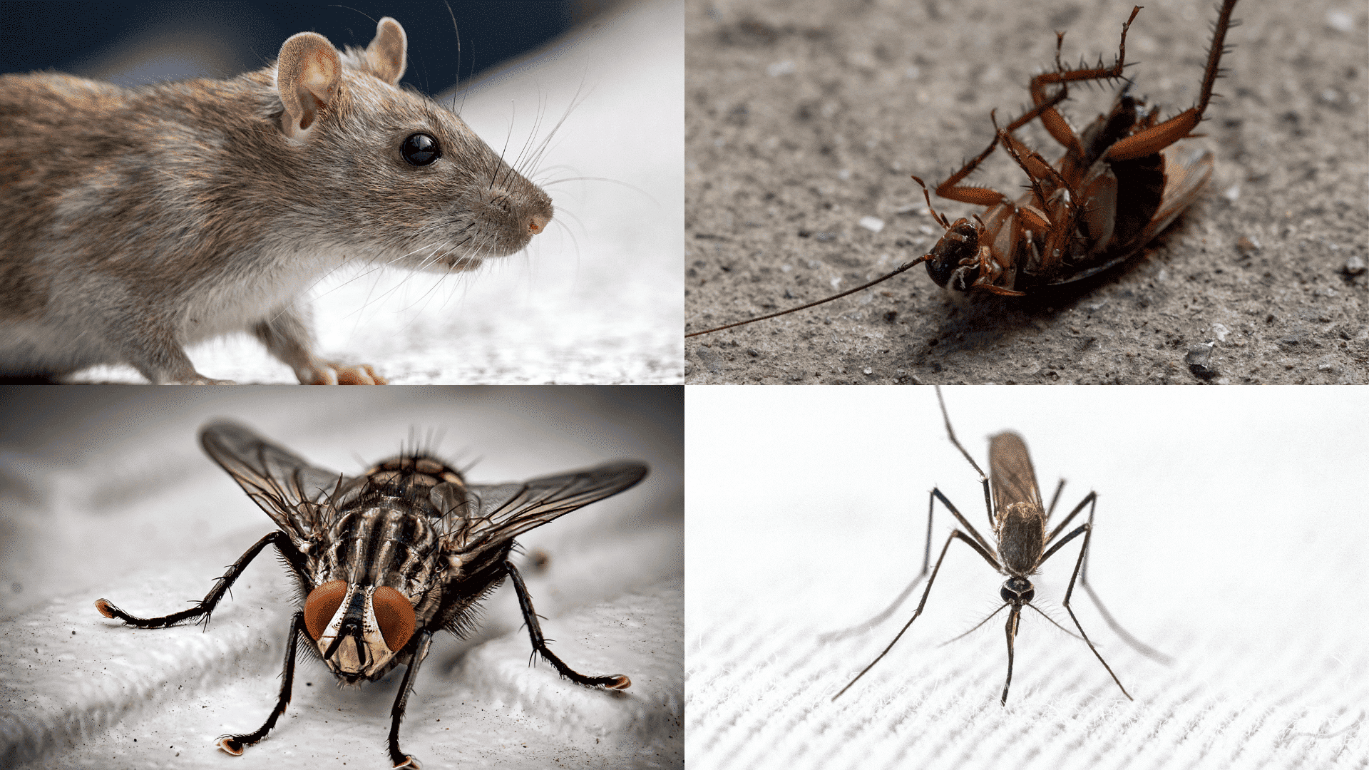 pest control services