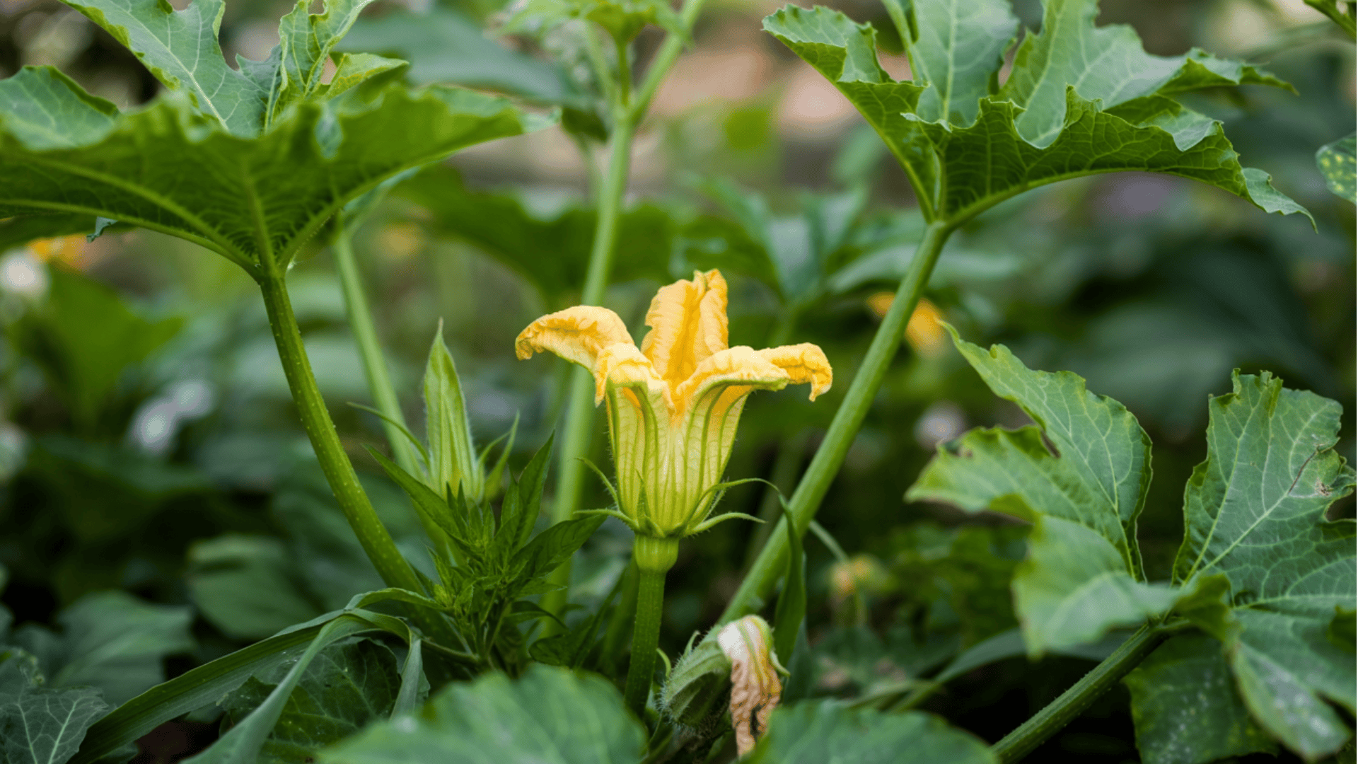 pumpkin-flowering-stage