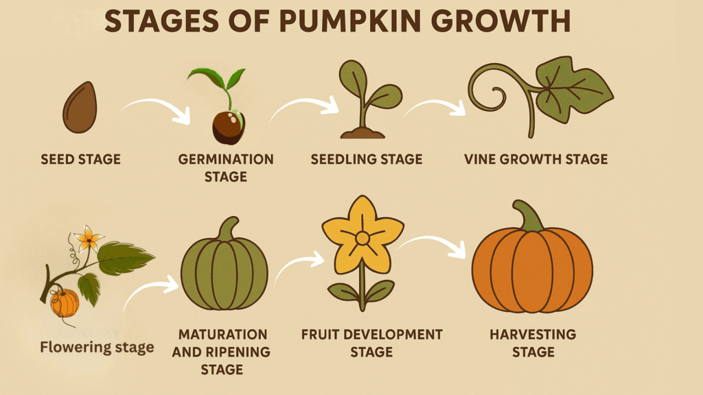 pumpkin-growth-stages-explained